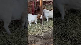 Munching Goats Are Too Busy with the Hay to Bother Baaing [upl. by Helaine]