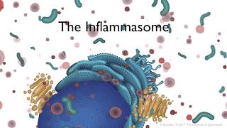 The Inflammasome signalling pathway [upl. by Warila]