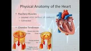 Basic Electrophysiology part 1  Mechanical Anatomy of the Heart part 1 [upl. by Martyn821]