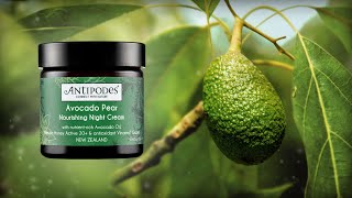 Avocado Pear Nourishing Night Cream HowTo [upl. by Eserehs]