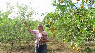 🍊Manejo de Arvenses e Impacto del Proyecto CONAHCYT en la Citricultura Experiencias Agroecológicas [upl. by Athalee495]