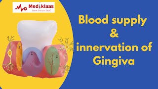 Blood supply and innervation of Gingiva [upl. by Chimene]