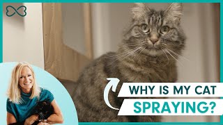 How to Stop a Cat from Spraying in the House [upl. by Rosdniw733]