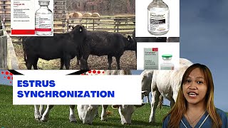 VET ENDO  Estrus Synchronization in Cattle  Student Output [upl. by Leunam]