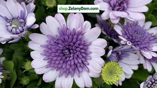 Osteospermum Double Lilac  africká sedmokráska [upl. by Hagerman]