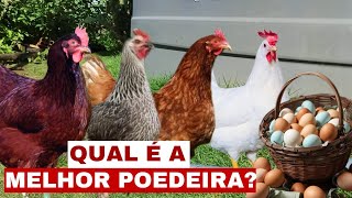 QUAL É A MELHOR GALINHA POEDEIRA PRA SISTEMA CAIPIRA [upl. by Vidda]