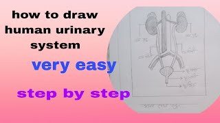 how to draw excretory system of humanurinary system diagram drawimg very easy [upl. by Gula815]