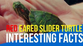 Complete RedEared Slider Turtle Care Guide  Habitat Feeding and Health Tips 🐢🥰 [upl. by Snej817]