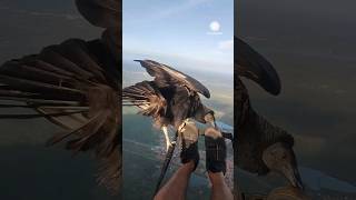 Unbelievable Vulture Lands on Paraglider Over Brazil [upl. by Ofelia463]