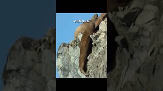 Why do Walrus JUMP OFF the cliff animals wildlife youtubeshorts sad animalshorts walrus [upl. by Eetnuahs]