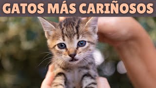 12 RAZAS de gatos MÁS CARIÑOSAS 😍 [upl. by Aspa]