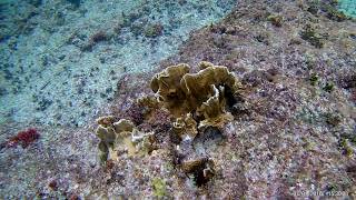 Great snorkeling from shore  Occidental Xcaret Mexico [upl. by Gnilyam]