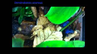 Poison Dart Frogs Dendrobates azureus [upl. by Tnahs]