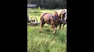 horse drawn sickle mower [upl. by Harrat]