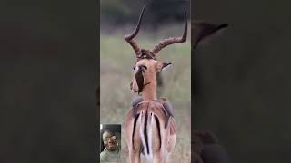 WHEN OXPECKER ENJOYING FROM THE ANTELOPE [upl. by Aiekat]