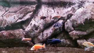 Relaxing Music  Cichlid Fish [upl. by Jerome]