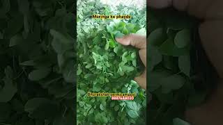 Benefits of moringa healthyfood skincare natural beauty healthtips moringa moringabenefits [upl. by Aneleasor]