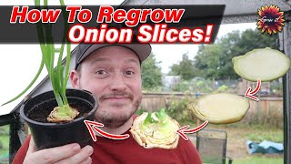 How To Regrow Onion Scraps Will It Actually Work  Can I Grow Unlimited Onions [upl. by Surdna897]