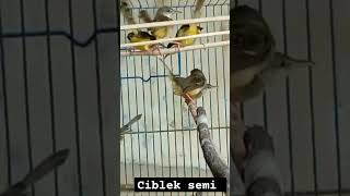 Ciblek semi birds kicauan burungkicau kicaumania burung kicaumaniaindonesia masteran [upl. by Alakcim657]