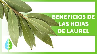 Para qué SIRVEN las HOJAS de LAUREL 🌿 Propiedades Beneficios y Cómo Tomarla [upl. by Erdnassac882]