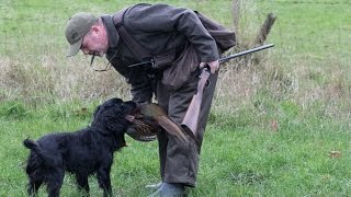 Walked Up Rough Shooting for Pheasants with Spaniels [upl. by Collen394]