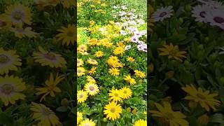 Osteospermum flowers intratuin plantsshopping [upl. by Faro845]