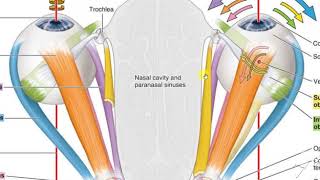 Eye ball intorsion amp extorsion [upl. by Yarased]