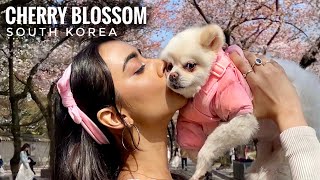 Vlog CHERRY BLOSSOM  South Korea Trip 🇰🇷  Sakshma Srivastav [upl. by Eirrak]