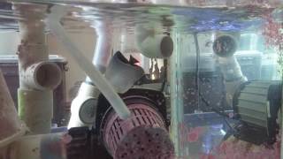 Chaetodon larvatus Feeding Video [upl. by Silma]