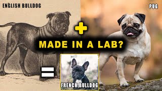 Why French Bulldogs Have Health Issues WOW  Jesse Lee Peterson Show [upl. by Ahsineg]