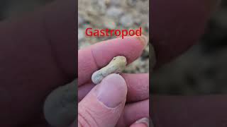 Gastropod [upl. by Arquit]