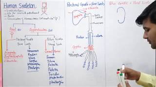 Human skeleton  Appendicular skeleton  Fsc Biology class12 [upl. by Ettennek25]