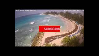 2024 Sargassum seaweed update  Barbados  Accra beach [upl. by Oah916]