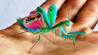 10 Most Beautiful Praying Mantises In The World [upl. by Leavitt806]