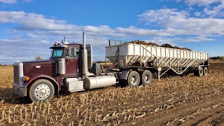 Hauling Beets and Switching Fields  Idaho Sugar Beet Harvest 5 [upl. by Esinehc]