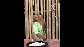 monkey charminglymonkey adorableanimals babymonkey adorablelittlemonkey animalpictures cute [upl. by Emirac]