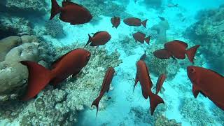 Snorkeling At Kuredu Island Maldives [upl. by Cadell]