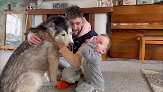 Grumpy Baby THROWS Tantrum Because Husky Getting Cuddles [upl. by Cad77]