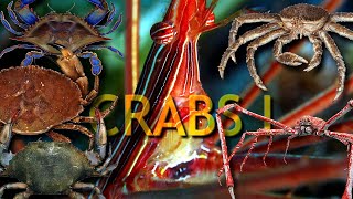 CRABS ONE the perfect animal [upl. by Garek]