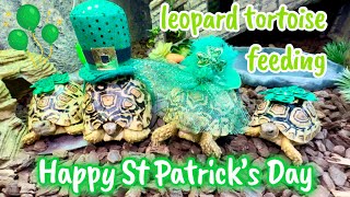 Feeding my tortoise leprechauns 🍀  Baby Leopard Tortoises [upl. by Alekim]