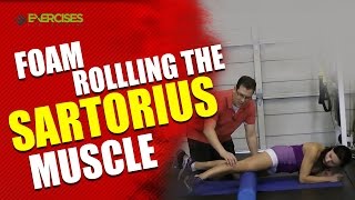 Foam Rollling the Sartorius Muscle [upl. by Ellehsal]