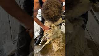 Shearing Sheep Fast [upl. by Falito]