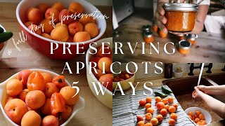 5 Ways to Preserve Apricots  A Full Day of Preservation in the Homestead Kitchen  Canning Recipes [upl. by Nallak]