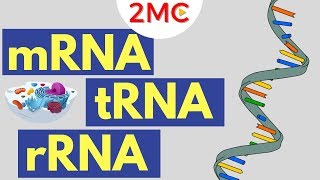 mRNA tRNA and rRNA function  Types of RNA [upl. by Noelyn]