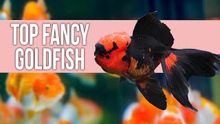 Top 10 Fancy Goldfish A Complete Guide for Beginners [upl. by Retsehc735]