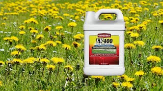 Lawn and pasture treatment with 24D herbicide  Belted Galloway Homestead [upl. by Jaret]