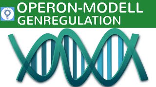 Operon Modell  Genregulation bei Prokaryoten einfach erklärt  Genregulation 1  Genetik [upl. by Eniarda]