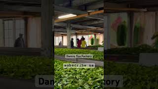 Sri Lanka Damro Tea Factory [upl. by Nitreb]