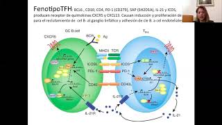 Patología II  Linfomas No Hodgkin T [upl. by Latonia]