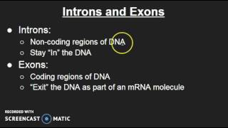 Introns and Exons [upl. by Asen]